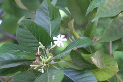 Guettarda speciosa